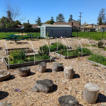A small community garden with small garden beds filled with green plants and tree stump seating in bark chips