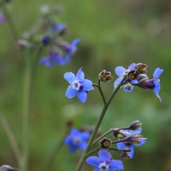 A cluster of flowers with five bright blue petals surrounding a distinct white ring