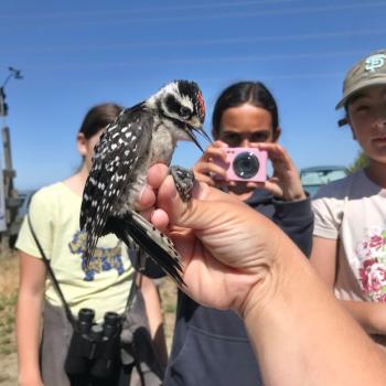 An outstretched hand on which is perched a smaller black and white spotted woodpecker, out of focus behind the bird and three students looking at the bird, one with a pink camera up to take a photo