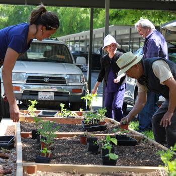 Four people standing around and leaning towards a garden bed filled with plant seedlings in black plastic containers