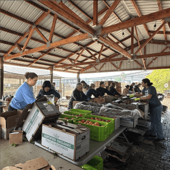 A group of people working outside in a covered area, around tables full of plastic creates and cardboard produce boxes filled with fruits and vegetables