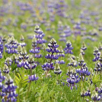 A field of flowers with purple and white blossoms above green leaves