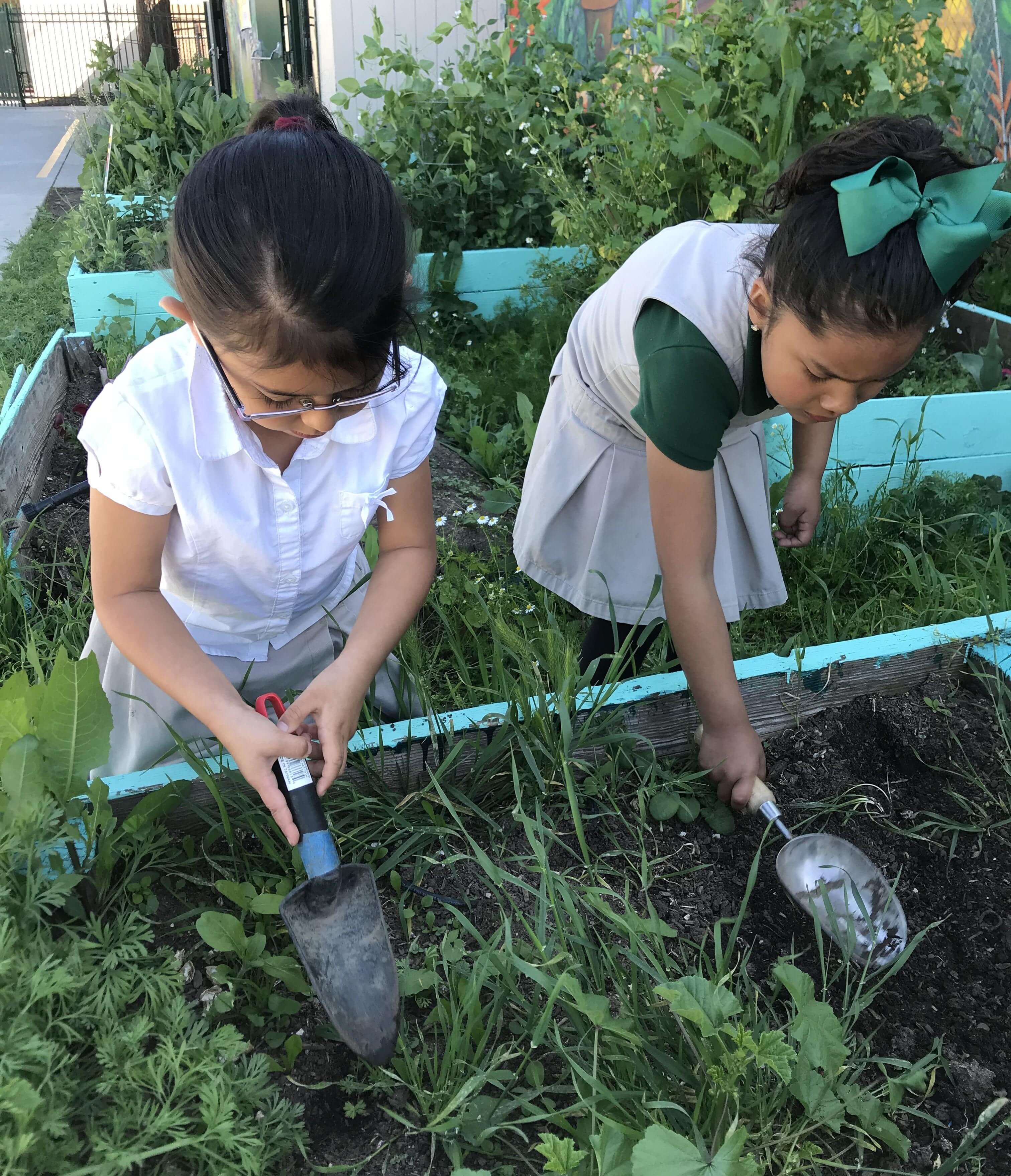 Two young students wearing white and dark green uniforms dig with small trowels in a raised garden bed full of green plants, their heads are down looking at the plants