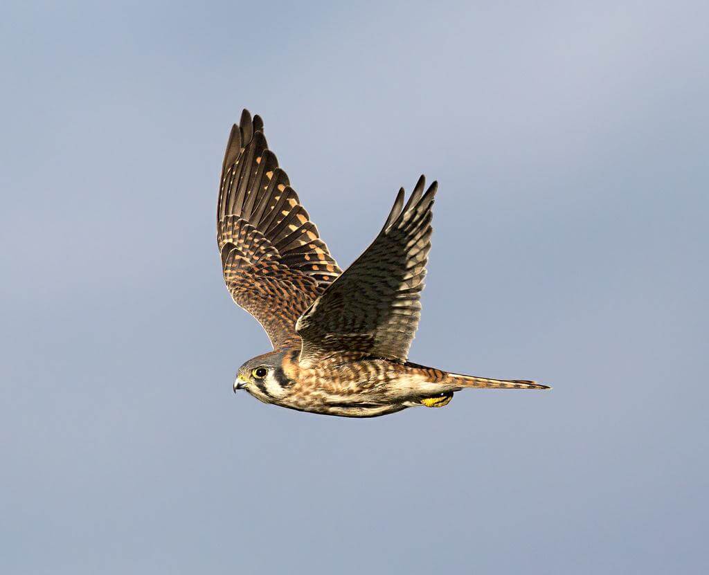A small raptor with white and brown speckled feathers and a hooked yellow beak lifts its arms in flight against a pale blue sky