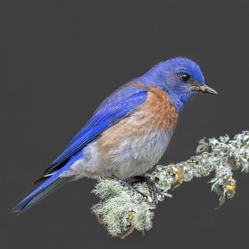 A bright blue bird with a rusty red and gray chest perches on a lichen-covered twig with an insect hanging out of its beak