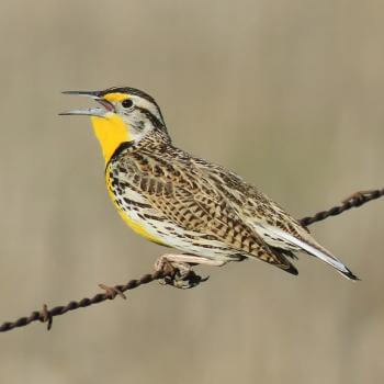 A songbird with a yellow chest and brown and white spotted back perches on a wire with its beak open in song, in front of an out-of-focus tan background