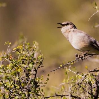 Mockingbird percjed on a bare tree branch with its mouth open.