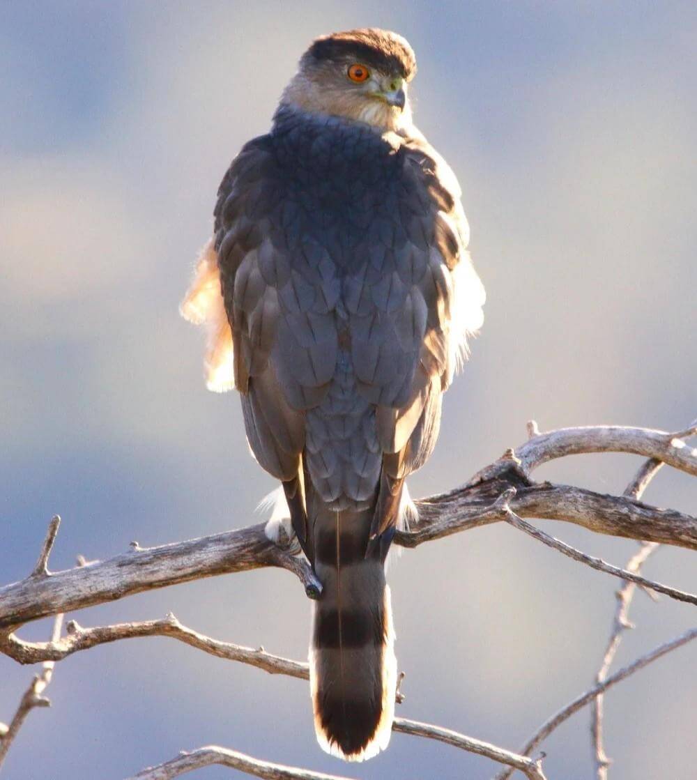A small coopers hawk with orange eyes perched on a tree branch