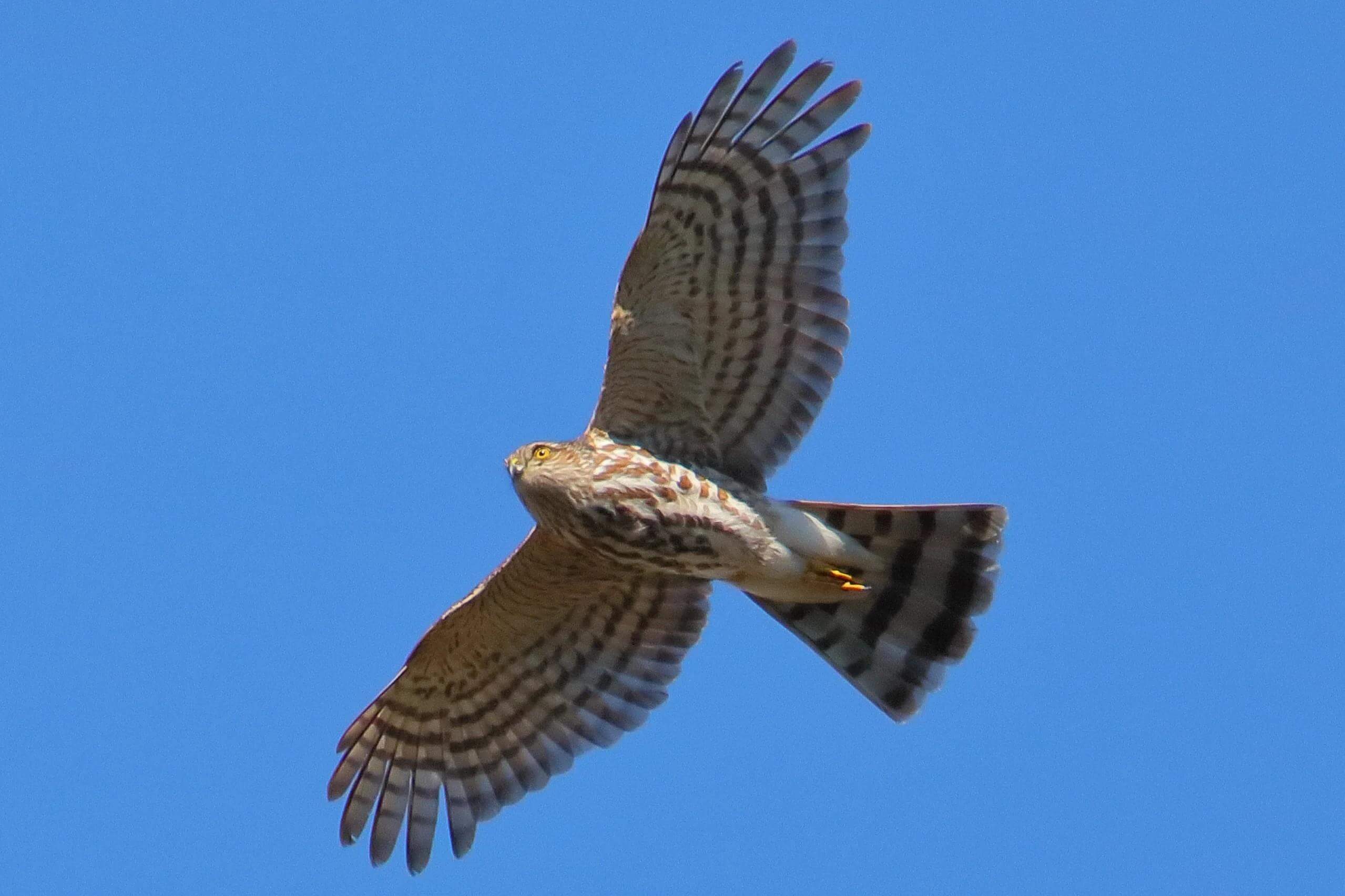 A large sharp shinned hawk soaring with its wings out in front of a clear blue sky
