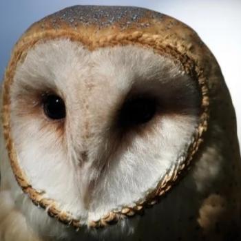 Close up a barn owl's face, the background is out of focus