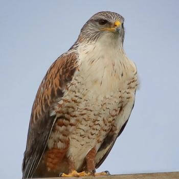 close view of a perched hawk staring into the distance