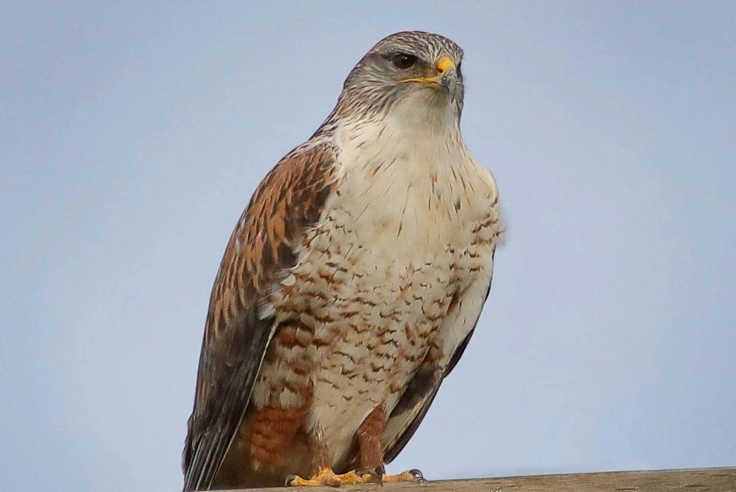 close view of a perched hawk staring into the distance
