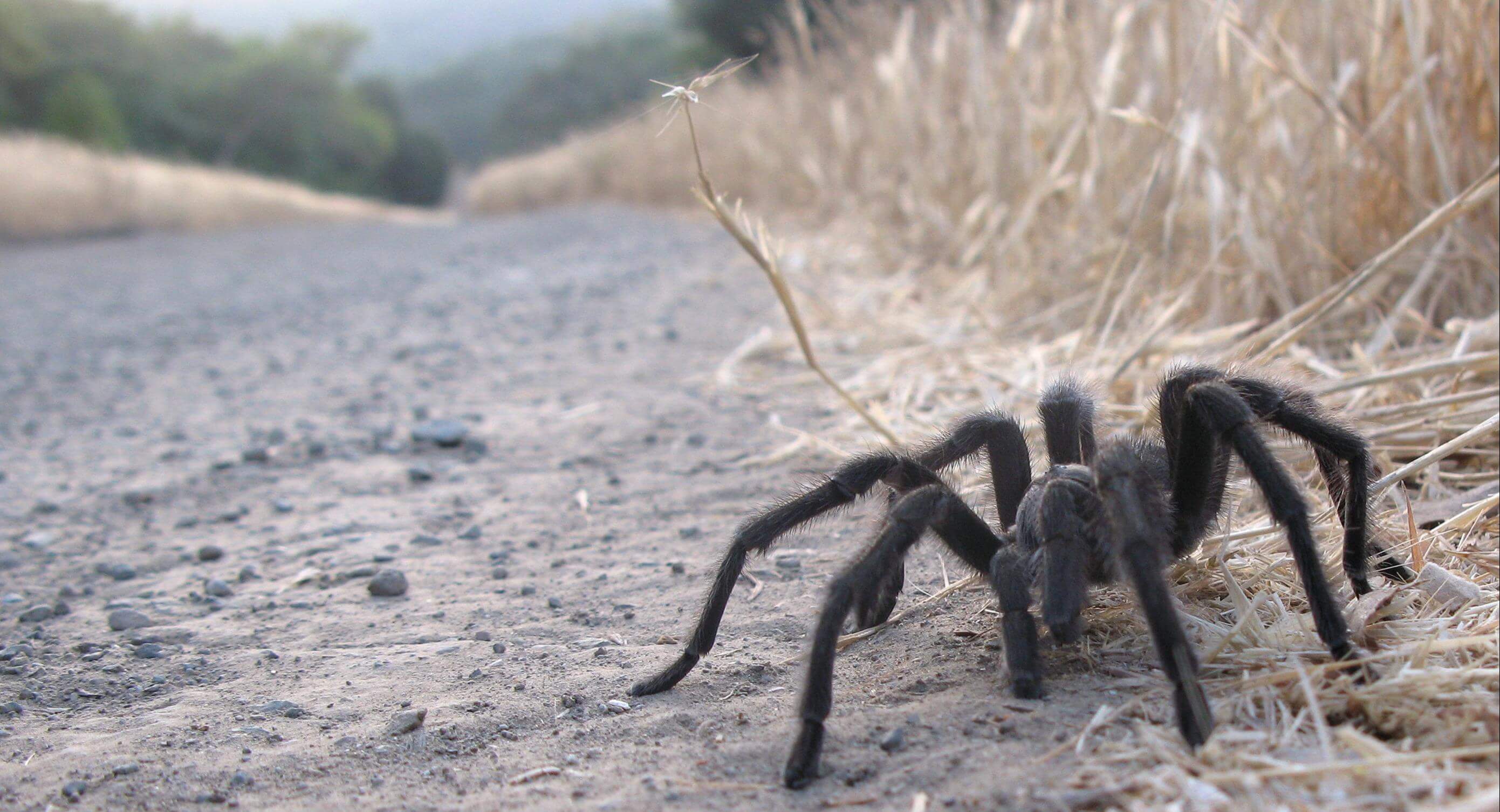 close view of a large brown tarantula on the dirt floor