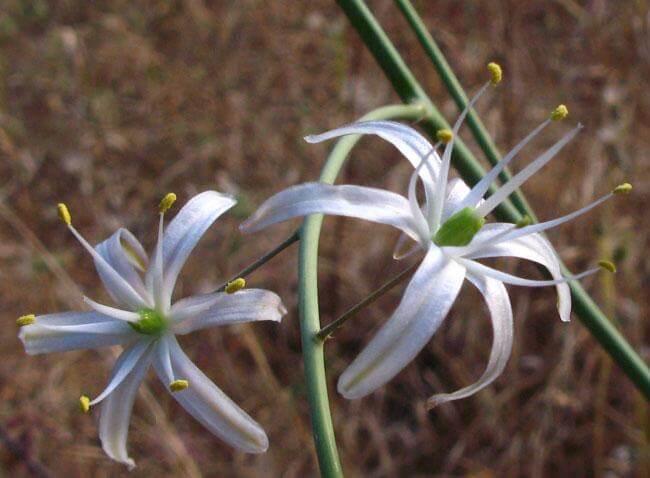 Two white flowers with long slender petals and long stamen atop a slender green stem