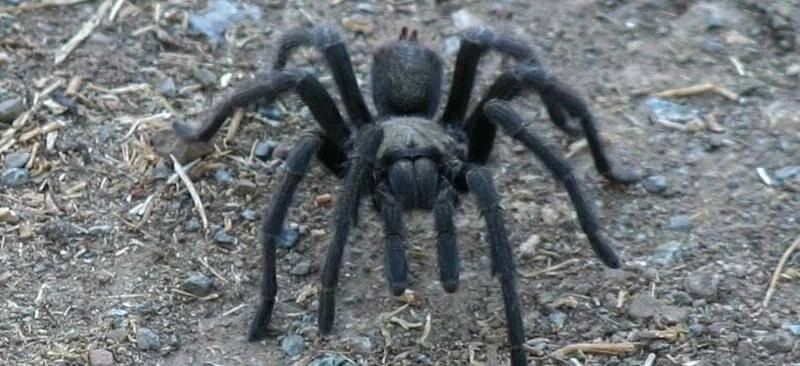 Close front view of a large black hairy tarantula on a dirt terrain