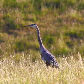 great blue heron standing tall in a grassy field with hills in the background