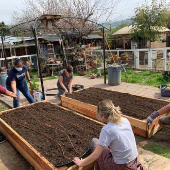 people installing planter beds
