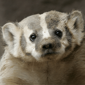 An American badger stares at the camera with white, grey and black fur.