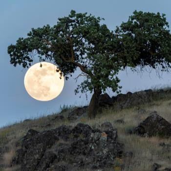 Full moon partially obscured by a green-leaved tree on a rocky, grassy hill under a clear blue sky. The moon's bright, white surface contrasts with the dark tree and rugged terrain.