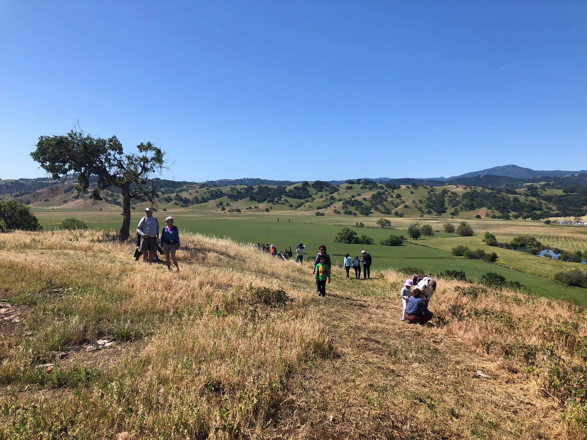 A sunny, grassy hilltop with a clear blue sky. A group of hikers, diverse in age and attire, walk and rest on a dirt path. A lone tree stands to the left, with rolling green fields and distant hills in the background. 