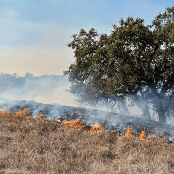 A wildfire burns a dry grassland area with an oak tree in the background