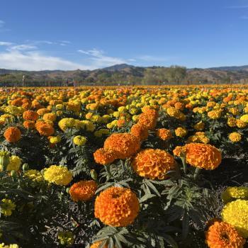 A vast field of blooming marigolds under a clear blue sky. The field is densely packed with orange and yellow marigold flowers, extending to the horizon. In the background, distant hills and a thin line of trees are visible. 