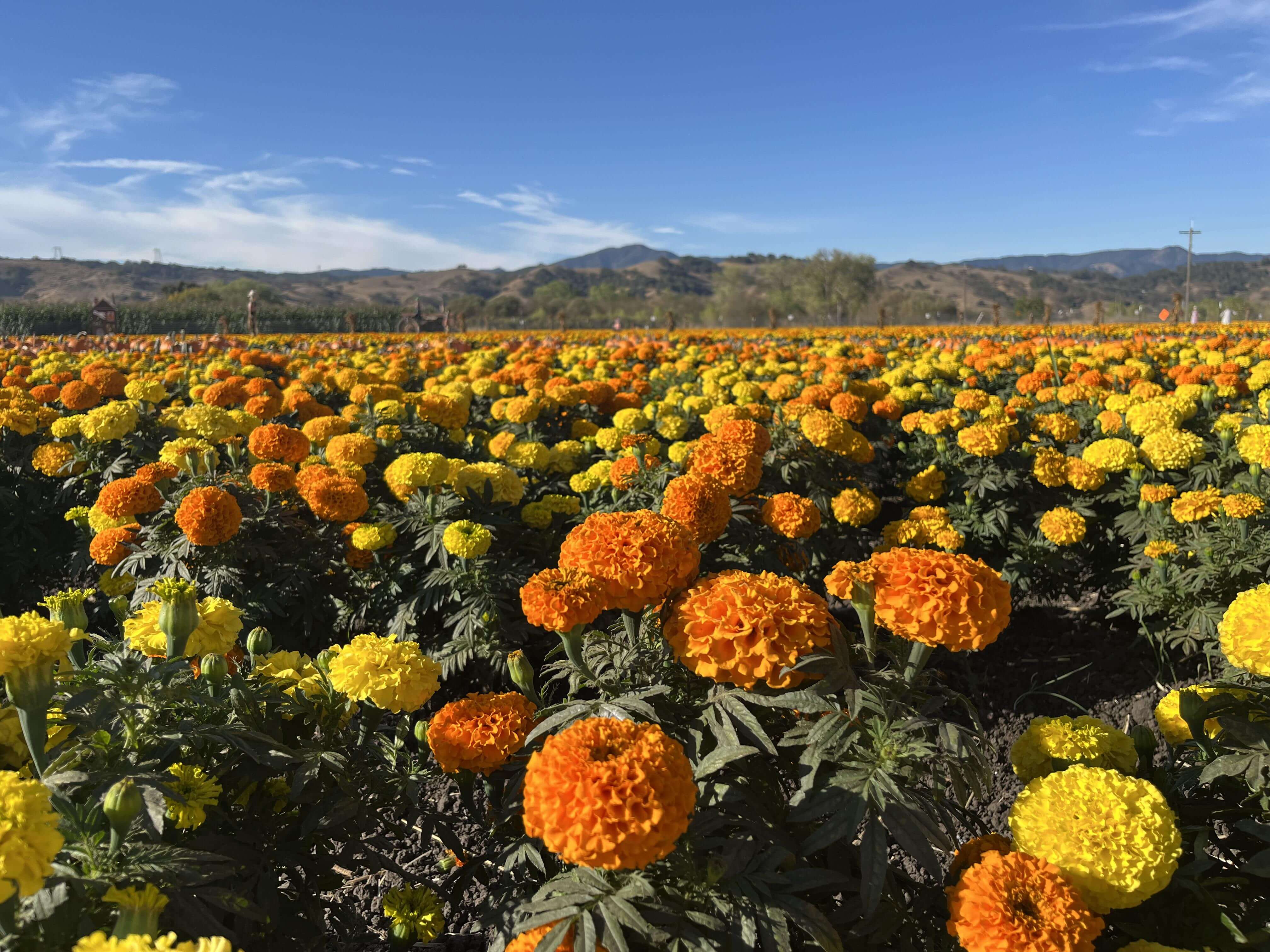 A vast field of blooming marigolds under a clear blue sky. The field is densely packed with orange and yellow marigold flowers, extending to the horizon. In the background, distant hills and a thin line of trees are visible. 