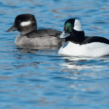Two ducks swimming in blue water; one has a brown head and grey body, the other has a green iridescent head, black back and white chest.