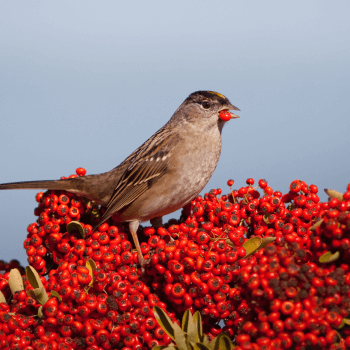 A small brown bird with yellow beak, standing on vibrant red berries against a blurred blue sky background.