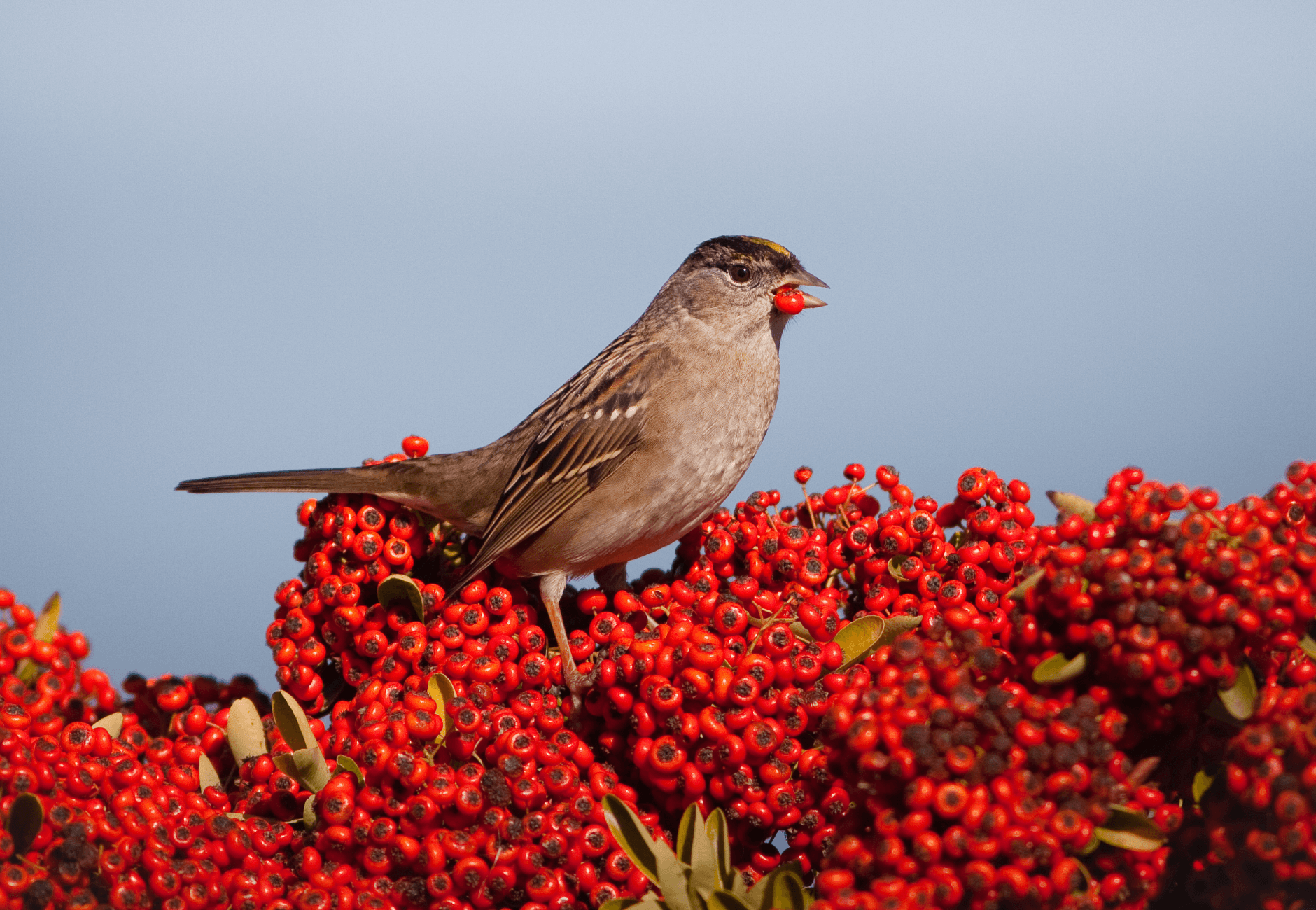 A small brown bird with yellow beak, standing on vibrant red berries against a blurred blue sky background.