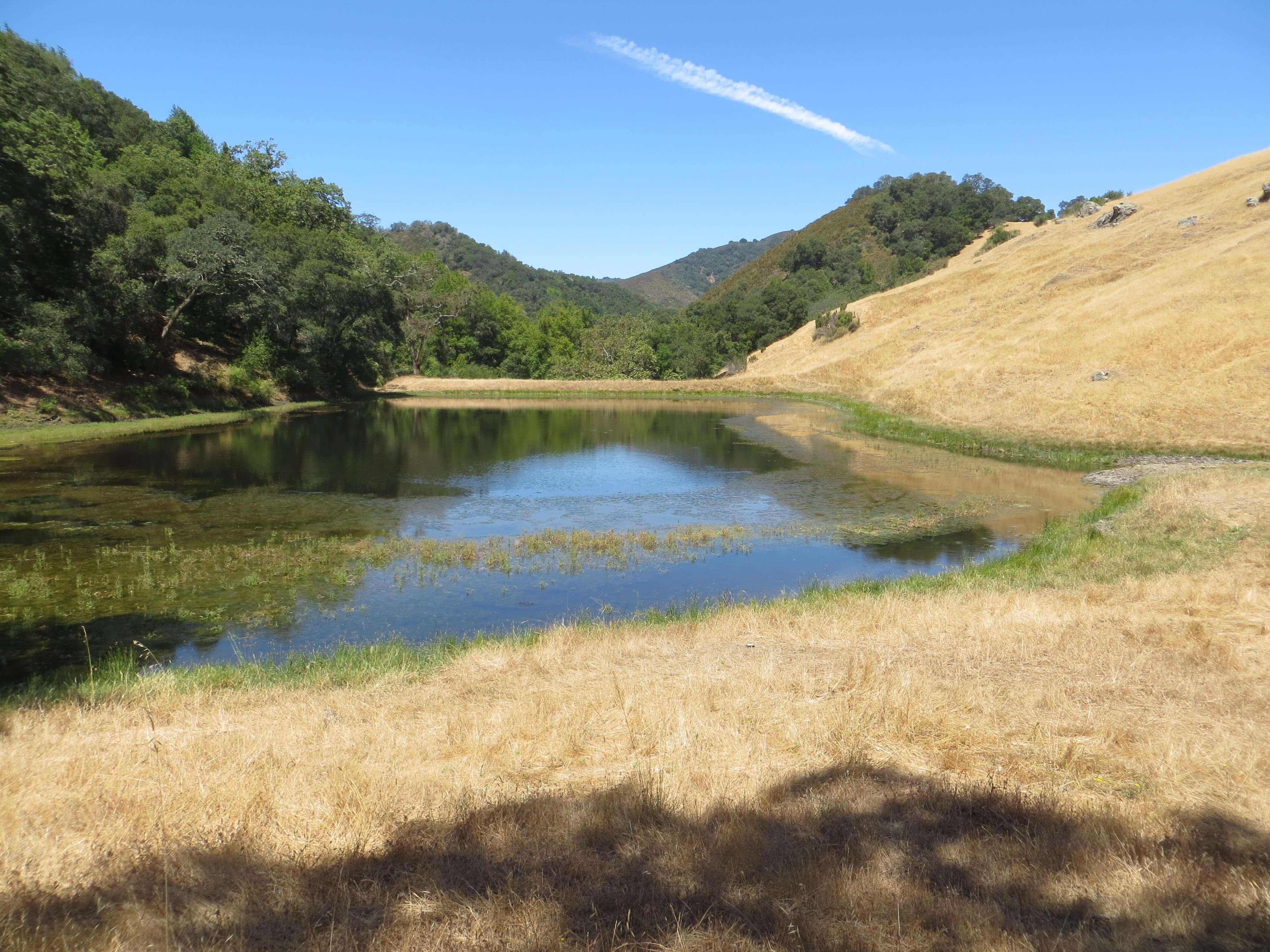 A serene, small pond surrounded by dry, golden grass and lush green trees. The pond reflects the blue sky with a single white contrail. Mountainous terrain is visible in the background, under a clear, bright blue sky.