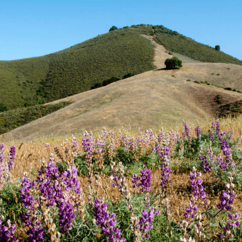 A green mountain peak stands in the background with purple wildflowers in the foreground.