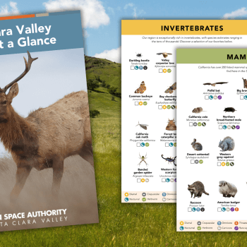 Santa Clara Valley Wildlife at a Glance guide front cover and two pages laid out with Coyote Valley landscape in the background/