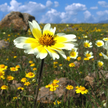 A white and yellow wildflower stands tall in the foreground surrounded by flowers of the same variety with a serpentine rock, clouds and blue sky in the background