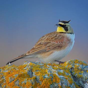 A small songbird with yellow face and black horn-shaped feathers sitting on a lichen covered rock