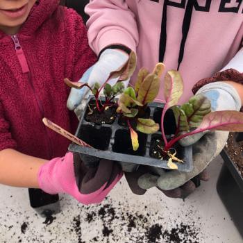 Two gloved hands holding out plastic plant container with seedling