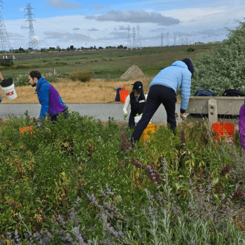 Six people in casual clothing, bending to pick weeds near a road, with power lines and green hills in background.