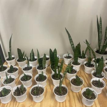 A table with rows of snake plants in white plastic pots