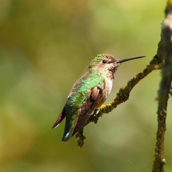 Small green hummingbird perched on twig against blurry green background