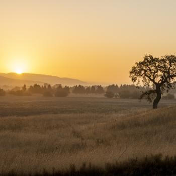 A solo oak tree stands in a field of golden grass as the sun sets behind the silhouette of rolling hills.