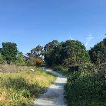 A sunlit, narrow gravel path flanked by tall green grass and dense trees under a clear blue sky.