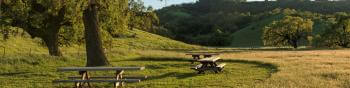 Three wooden picnic tables under a large oak tree in a field of golden-green grass, with rolling green hills and more oak trees in the distance.