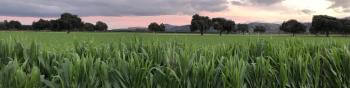 A cornfield full of tall green crops with a row of sunflowers in the foreground, under a pink cloudy sunrise