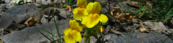 Three bright yellow flowers with heart-shaped petals growing on gray rocks with some blades of green grass