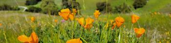 A clump of bright orange California poppies growing in green grass on a hillside with more green hills behind
