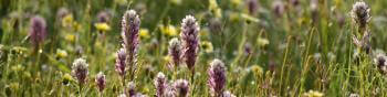 A field of purple and white paintbrush-shaped flowers growing in a green field of grass