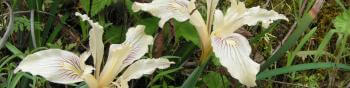 Two iris flowers with gray-green leaves and creamy white flowers with purplish veins growing amidst green vegetation
