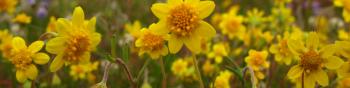A field of bright, buttery yellow flowers with eight petals each
