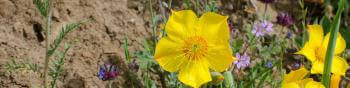 A large yellow flower with 5 petals surrounding a center with dozens of stamen