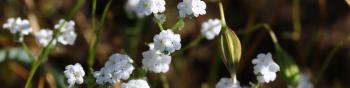 Close-up photo of small, white flowers growing on fuzzy green stalks